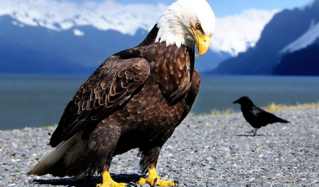 Белоголовый орлан