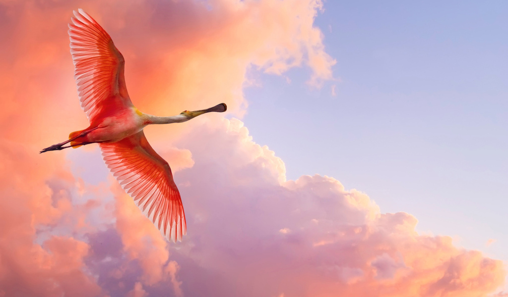 Красивое фото птицы