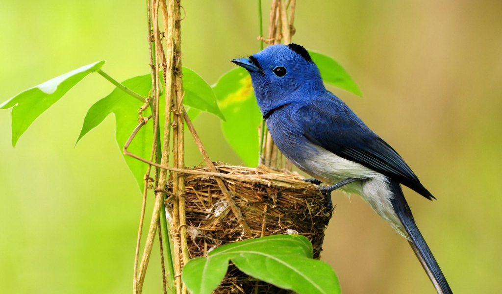 Птичка в гнезде
