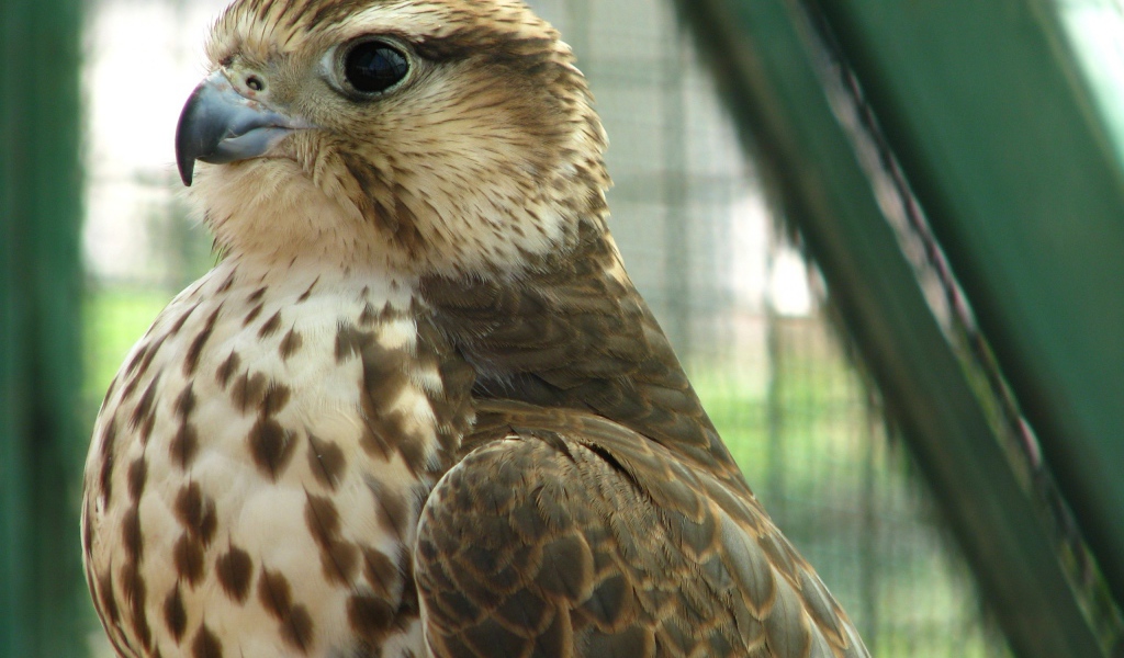 Хищная птица