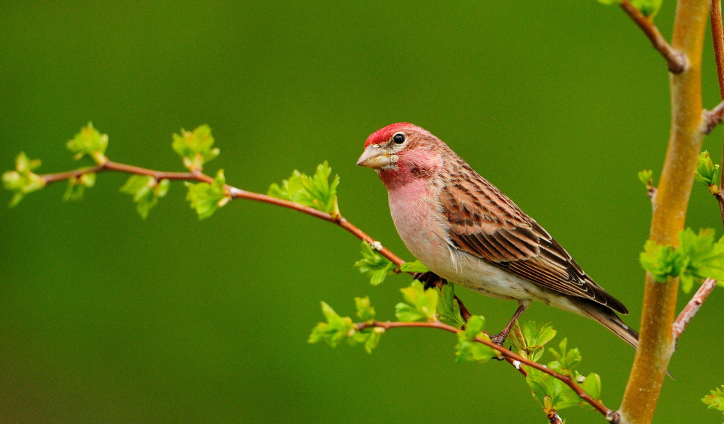 Птичка на ветке