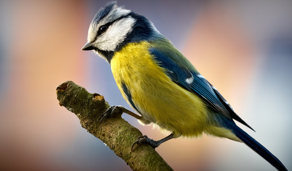 Птичка на ветке