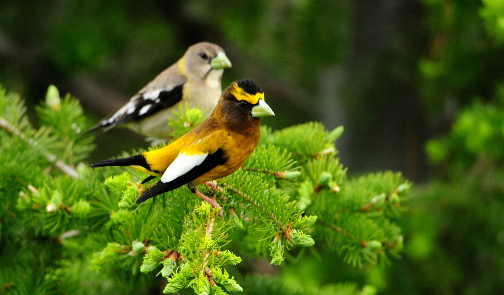 Птички на дереве