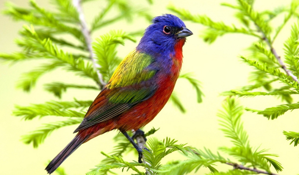 Яркая птица