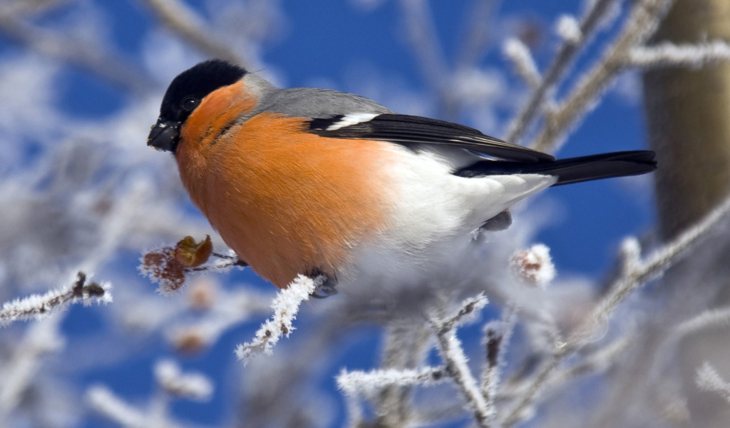 Снегирь на ветке