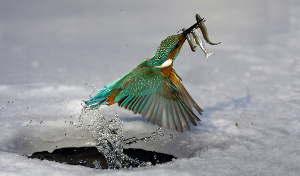 Обыкновенный зимородок