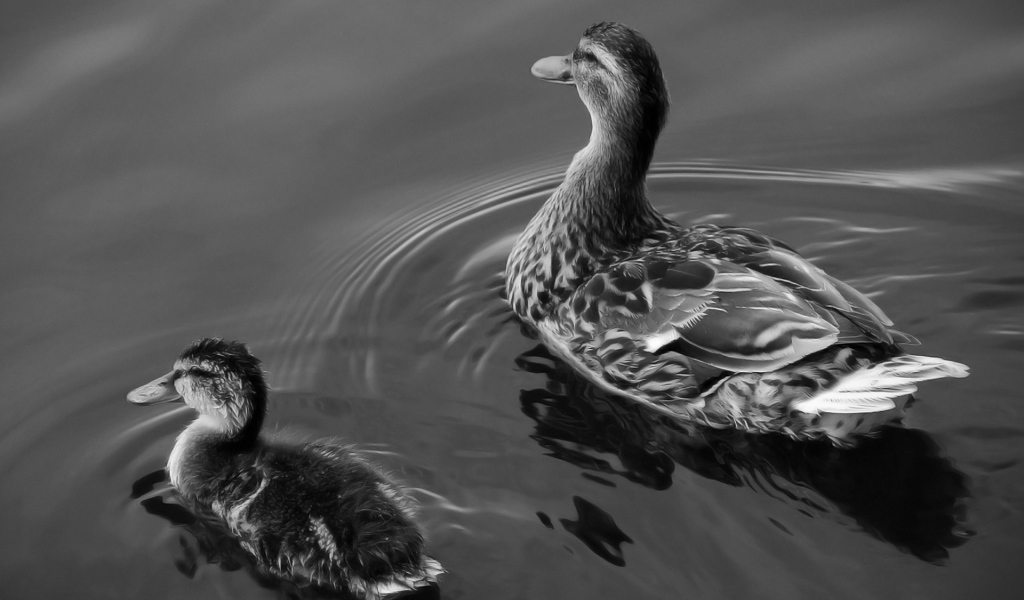 Утка и утенок