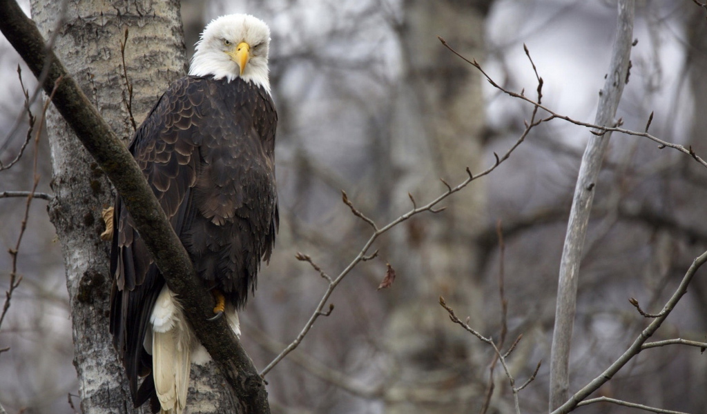 Орел на ветке