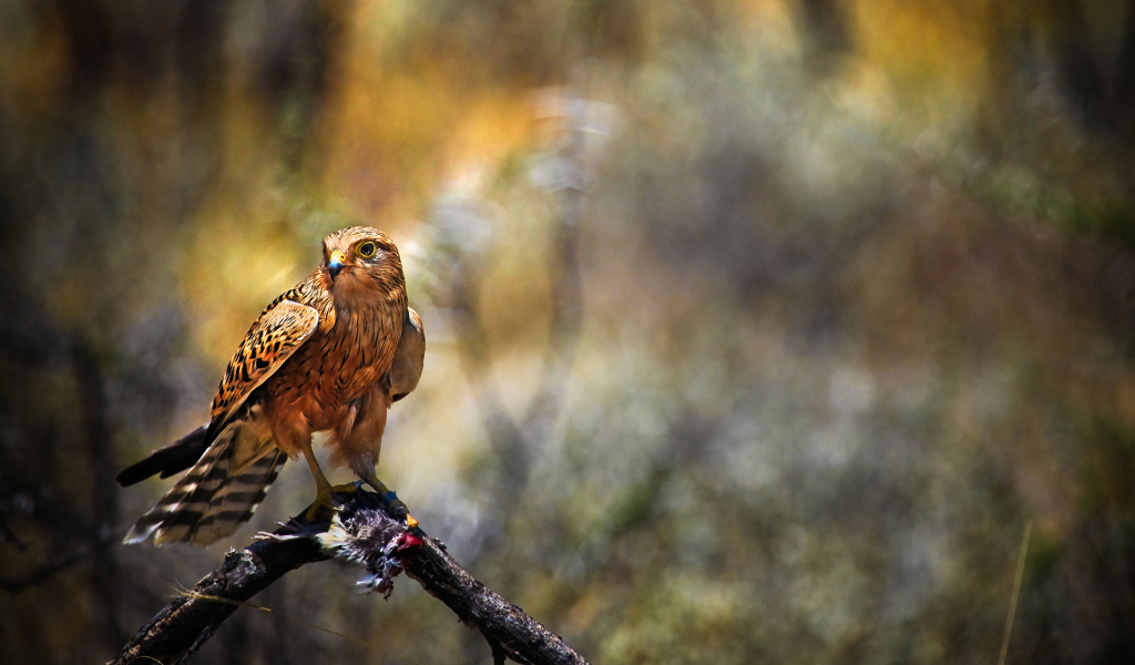 Сокол с добычей