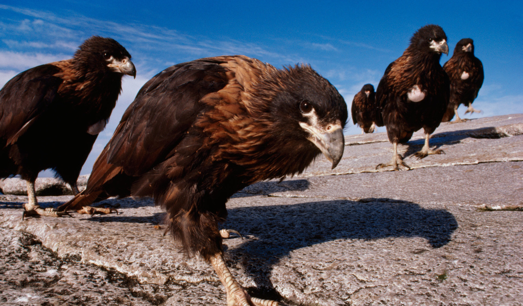 Семейство каракары