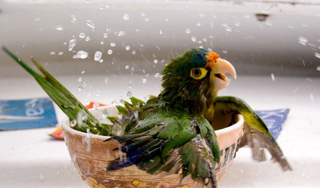 Купающийся попугай