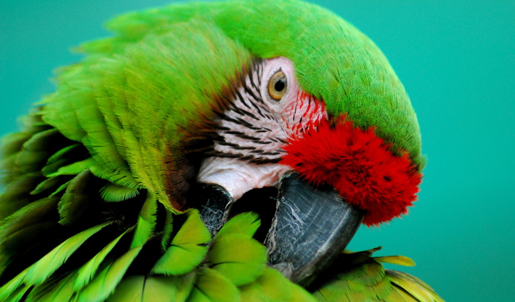 Зеленый попугай
