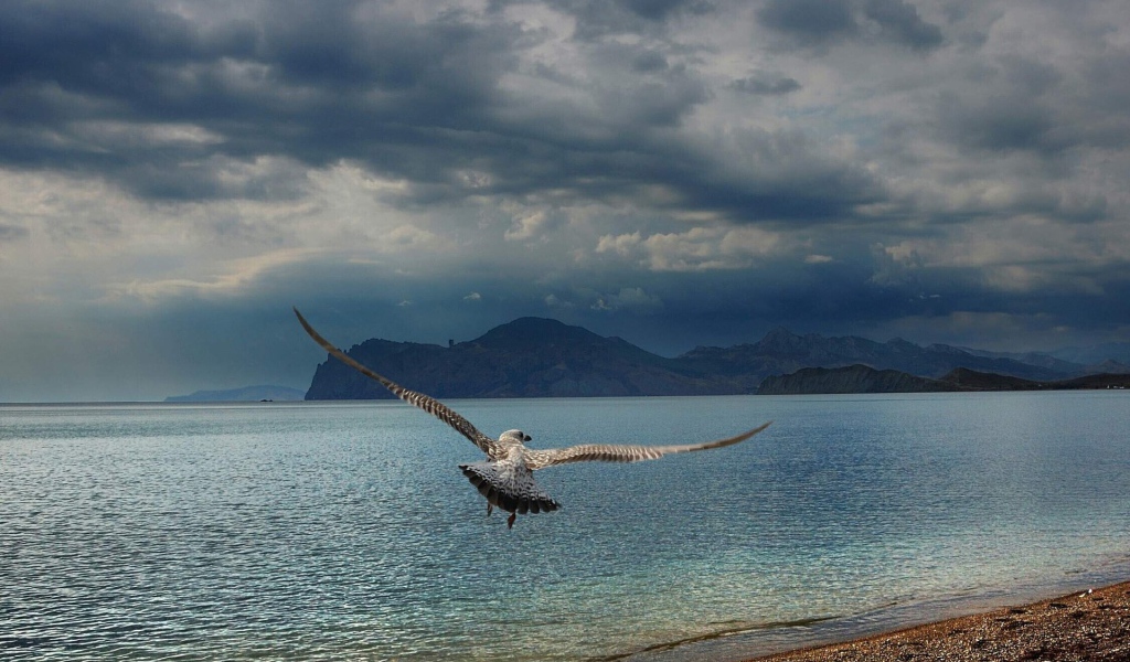 Расправив крылья