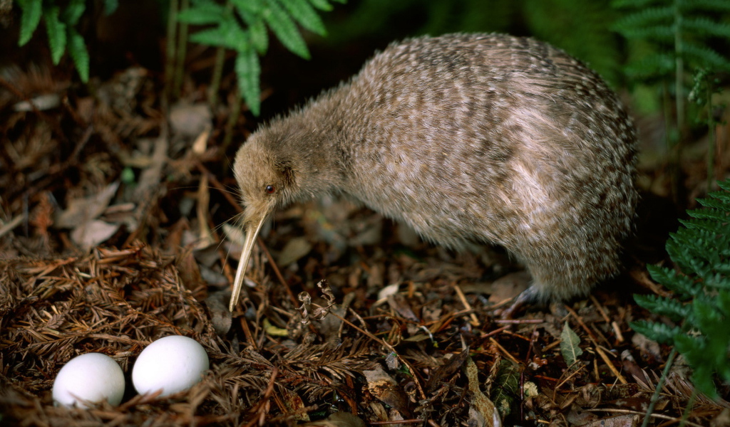 птичка Киви