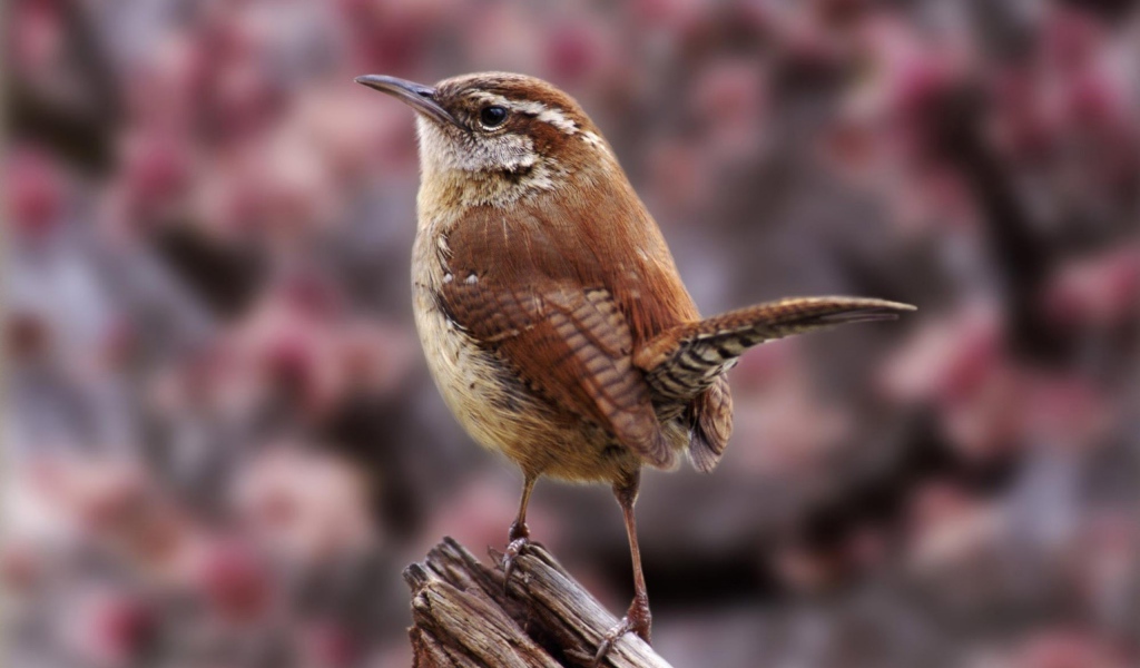 Маленькая птичка