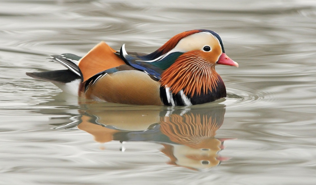 Мандаринка