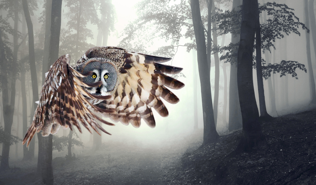 Сова в полете