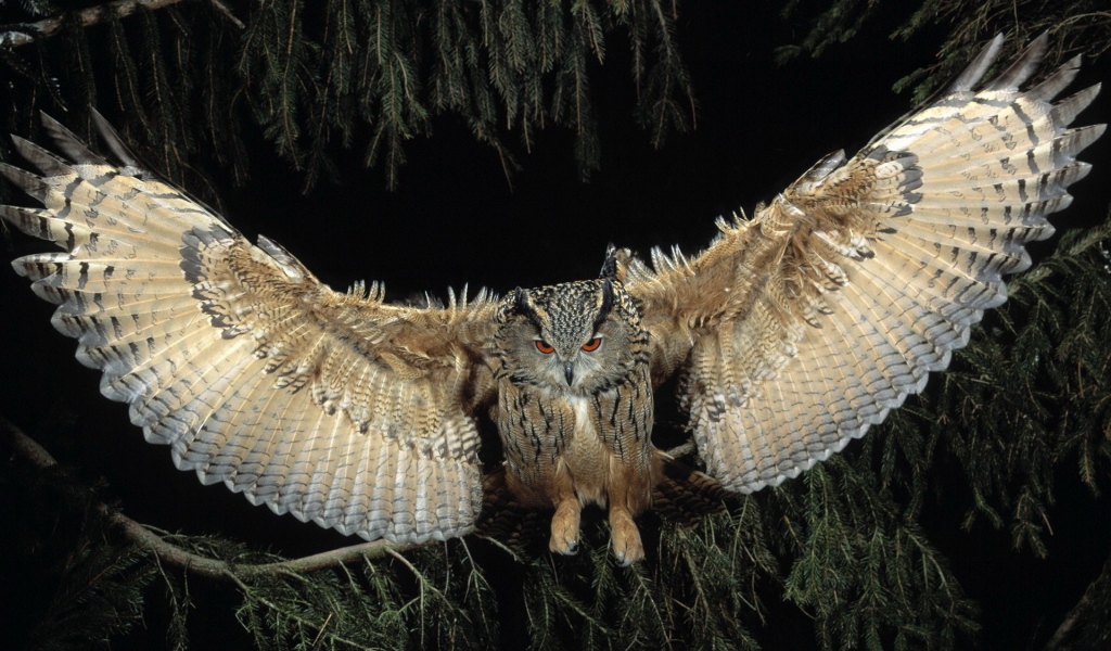 Филин в полете