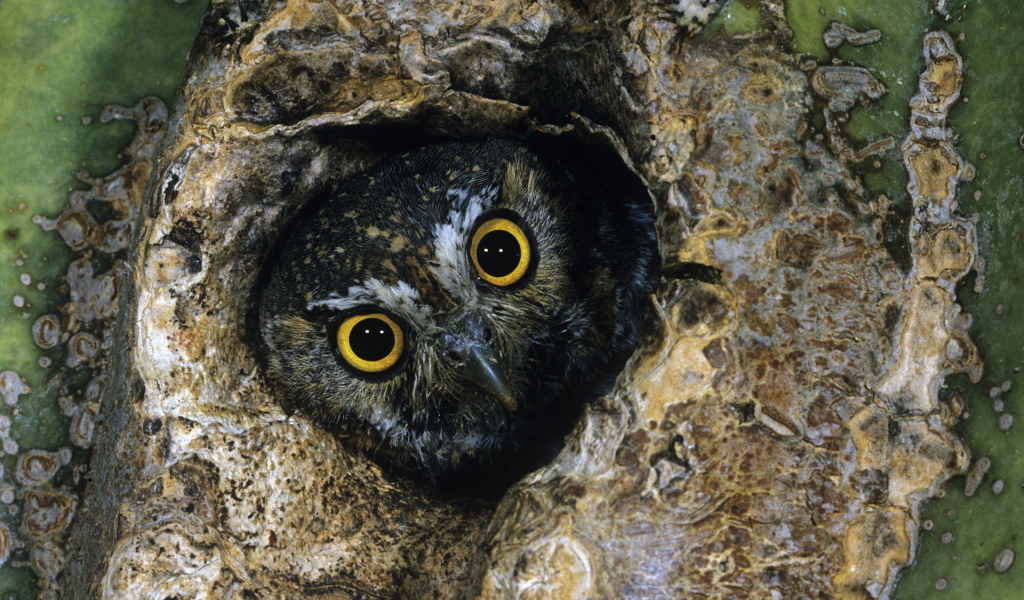 Сова в дупле
