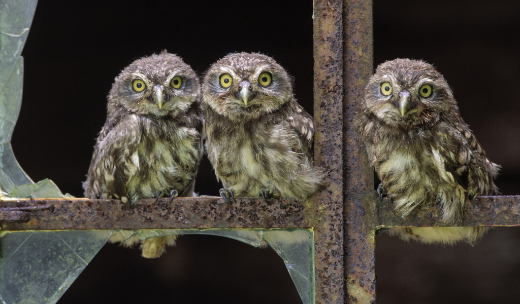 Совы в окне