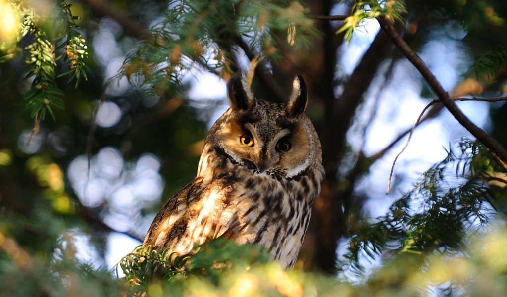 Сова на ветке