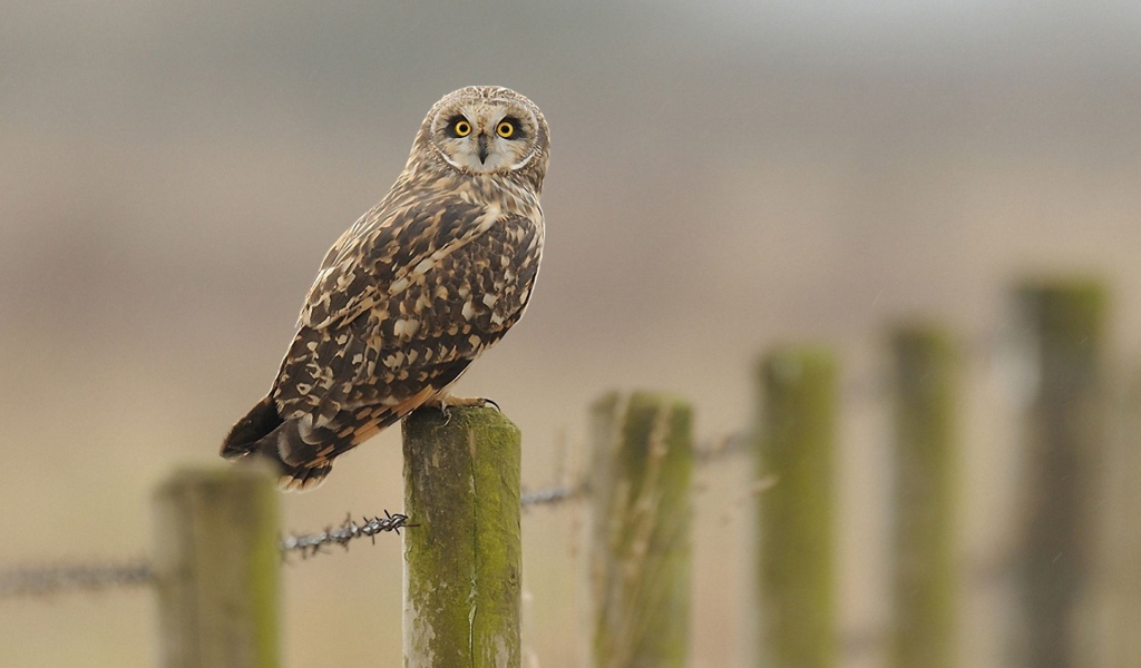 Сова на заборе