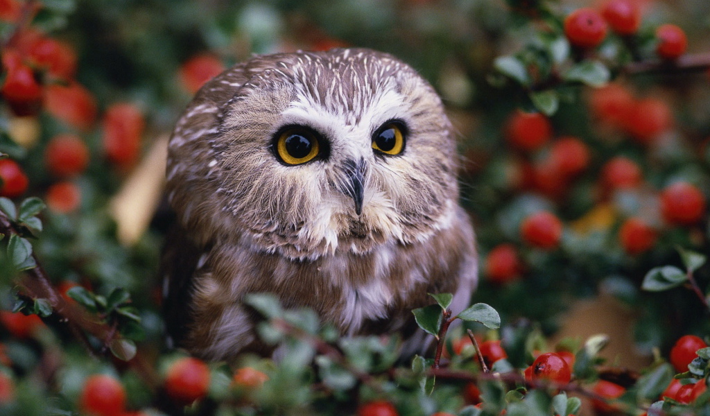 Совенок на кусту