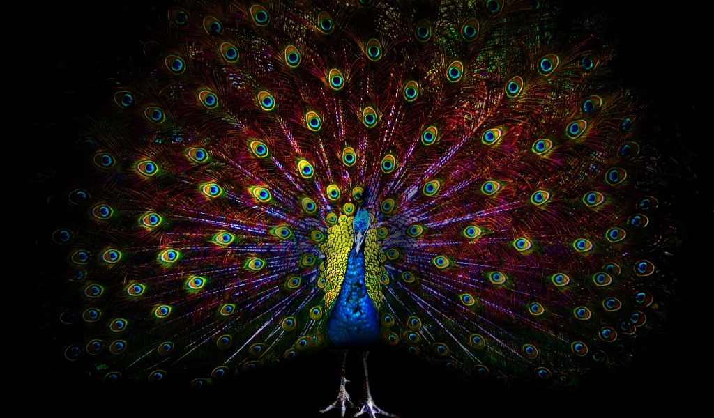 Павлин с ярким хвостом