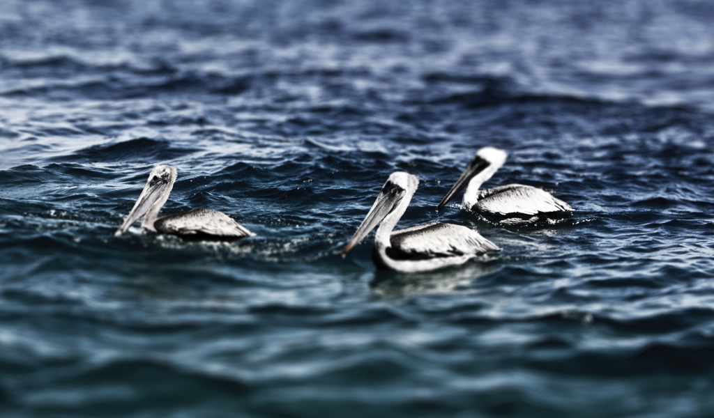 Пеликаны на воде