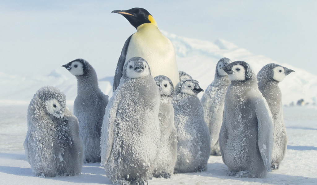 Пингвин и малыши