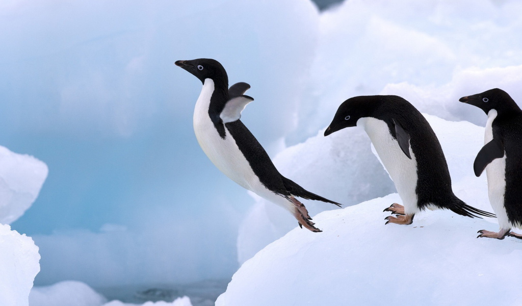 Пингвин в прыжке