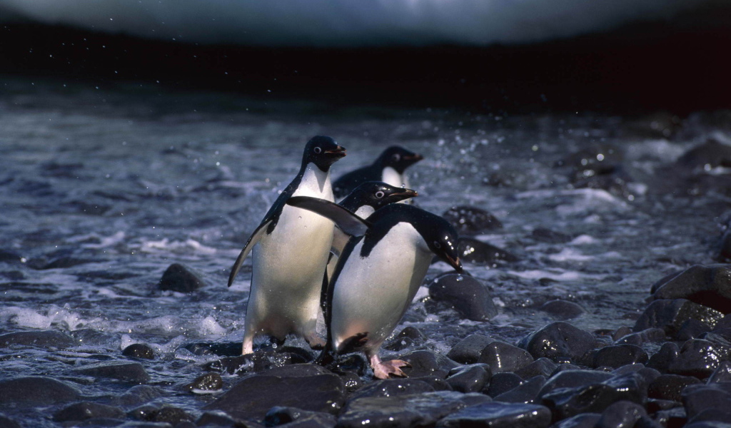 Пингвины на камнях