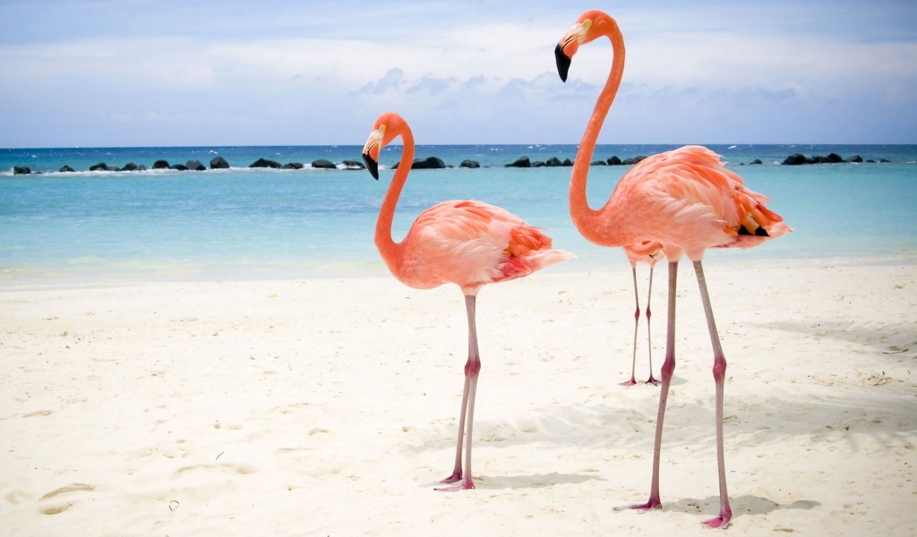 Розовый фламинго на берегу