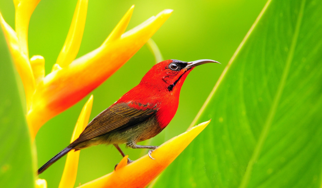 Красная птичка