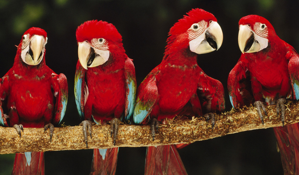 Красные ары