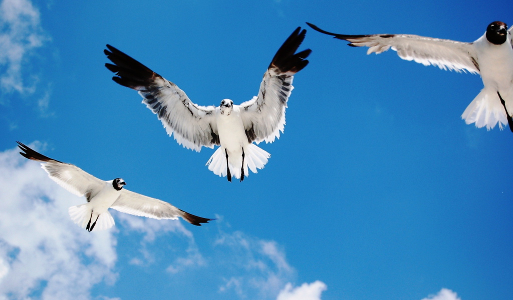 Морские чайки