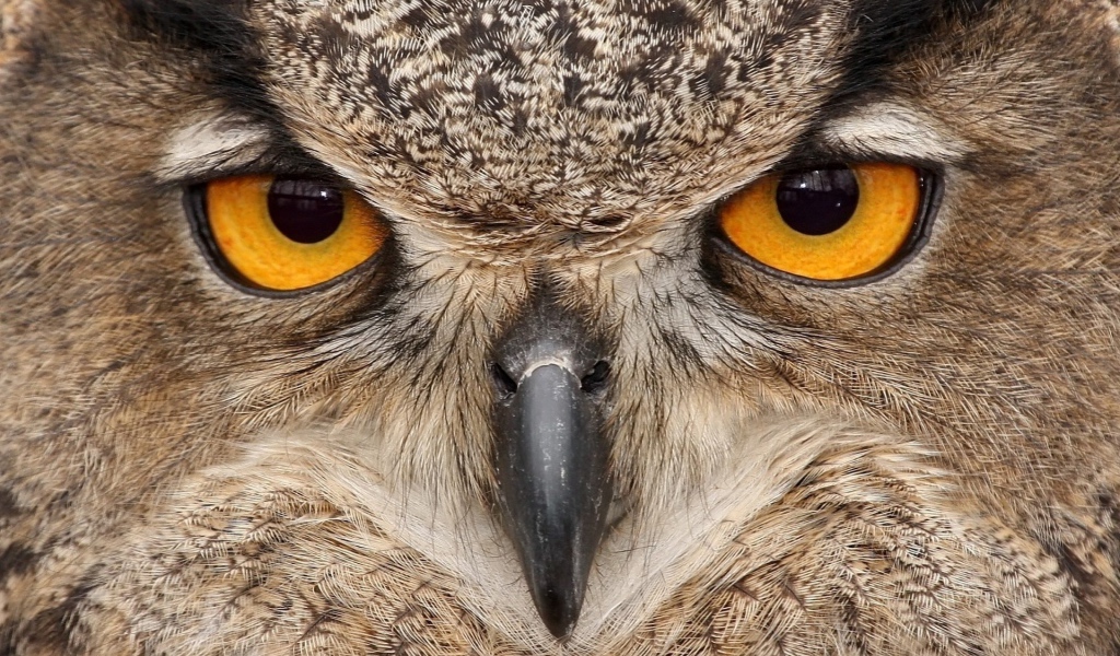 Взгляд хищника