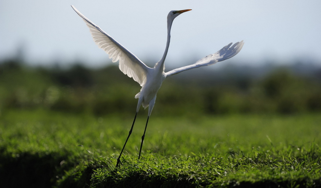 Взлетающая цапля