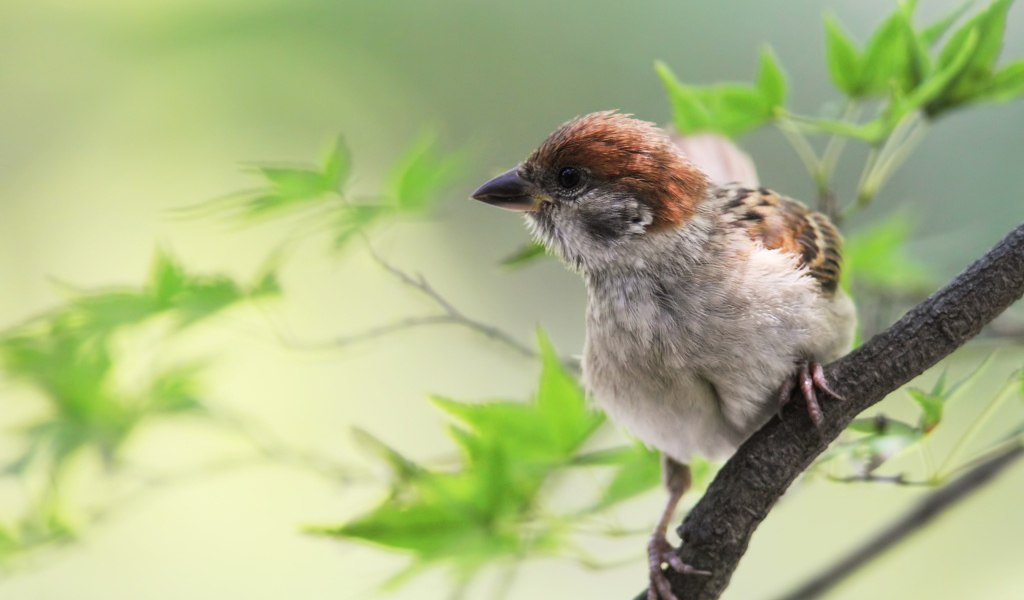 Воробей на веточке