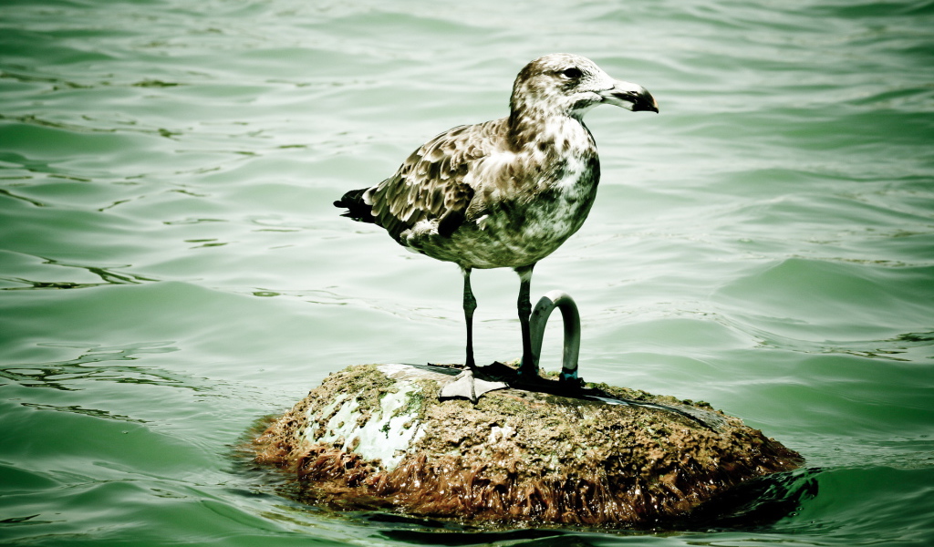 Пятнистая чайка