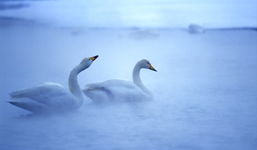 Лебединая пара