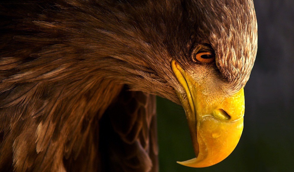 Грозный орел