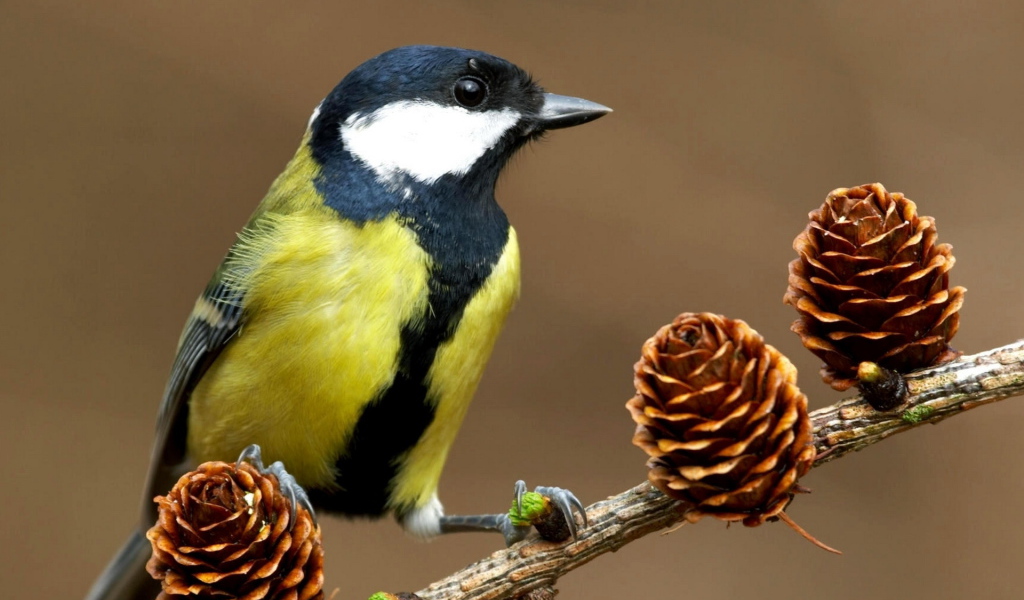 Синица на ветке