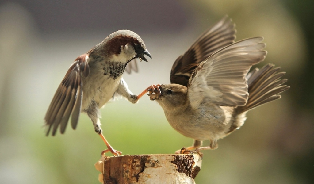 Два воробья