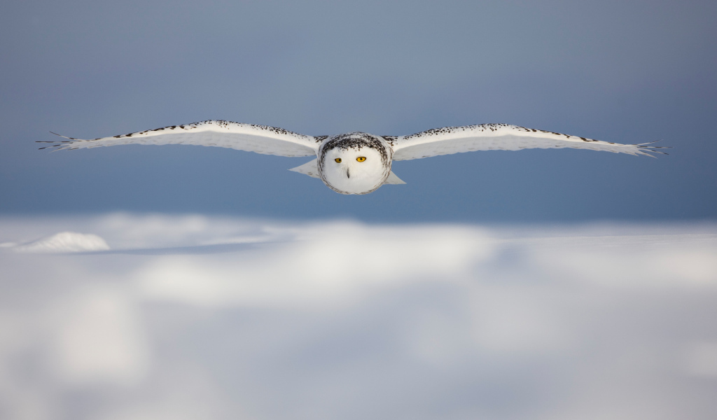 Белая сова