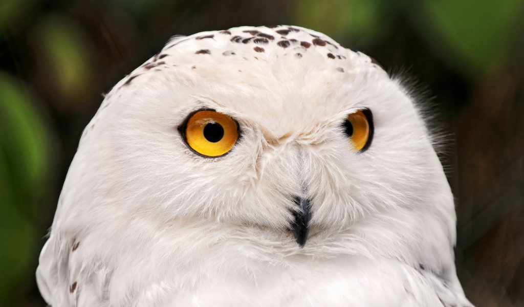Белая сова