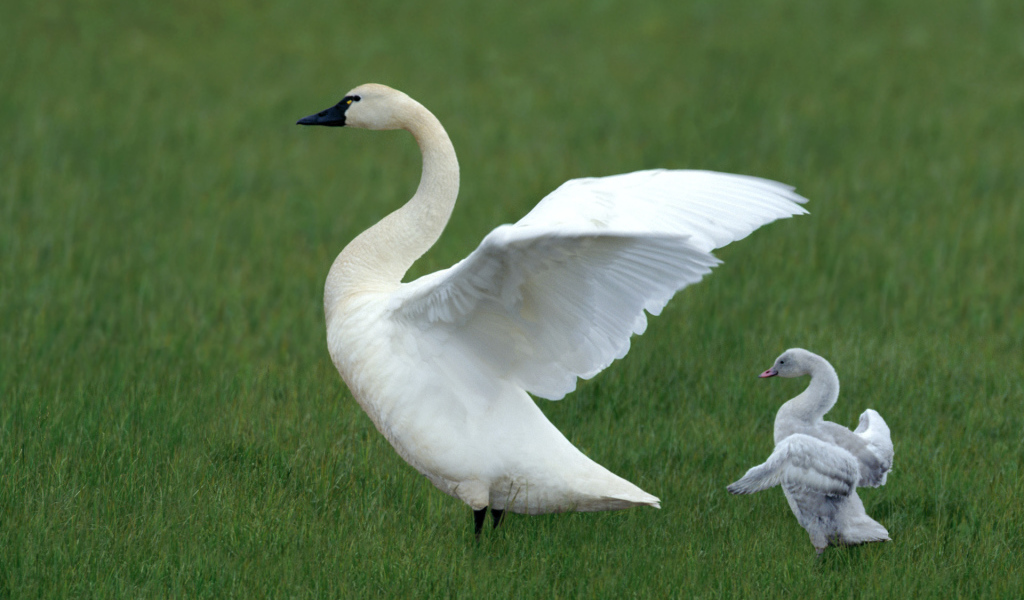 Белый лебедь и утенок