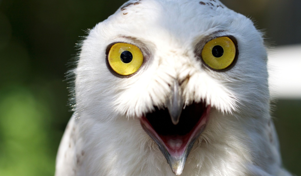 Белый филин