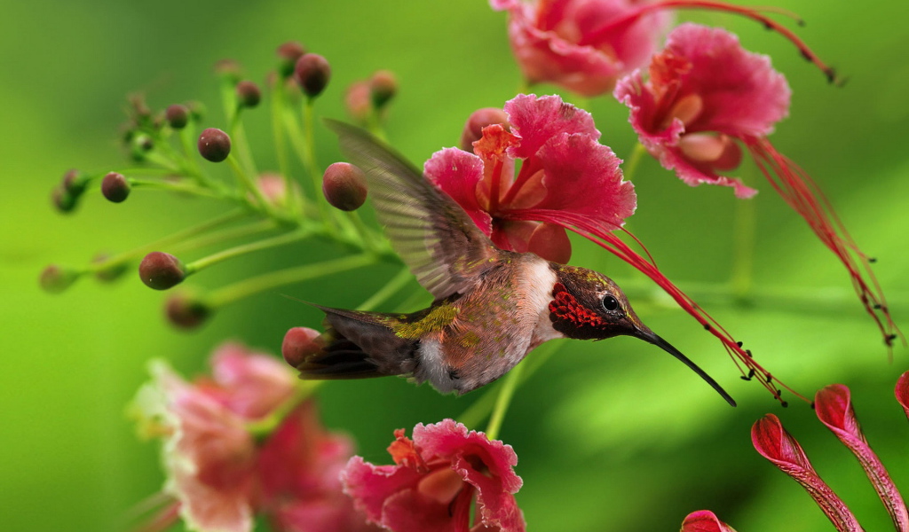 маленькая Колибри