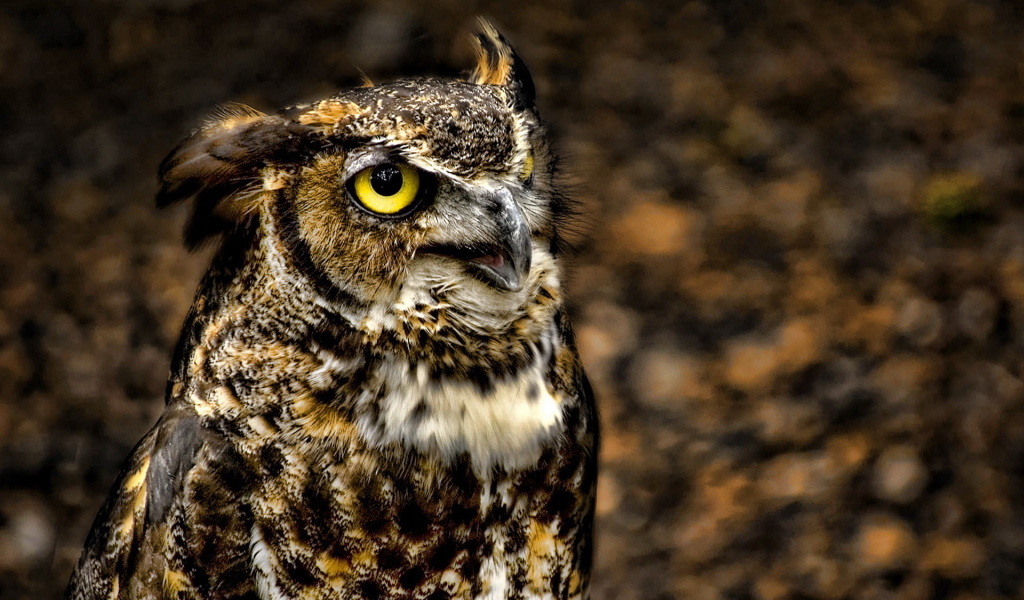 глазастый филин